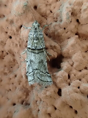 Acrobasis romanella
