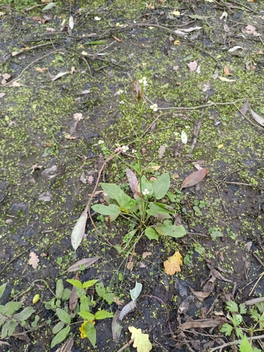 Наблюдение на iNaturalist