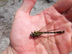 Shaogomphus schmidti