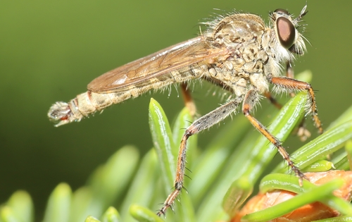 brown heath robberfly, Winschoten, NL-GR, NL, photo 8 of 10