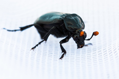 Nicrophorus nigrita