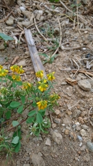 Trigonella corniculata