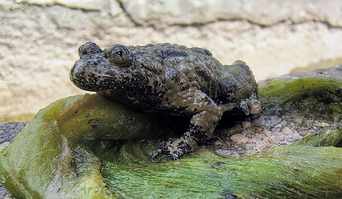 Apennine Yellow-bellied Toad