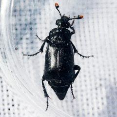Nicrophorus nigrita