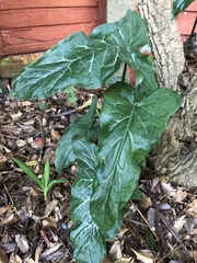Arum italicum