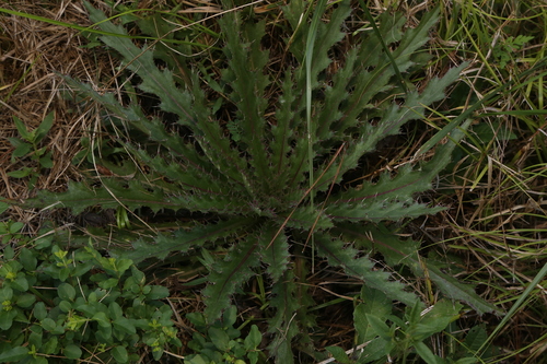 Cirsium horridulum, photograph 3