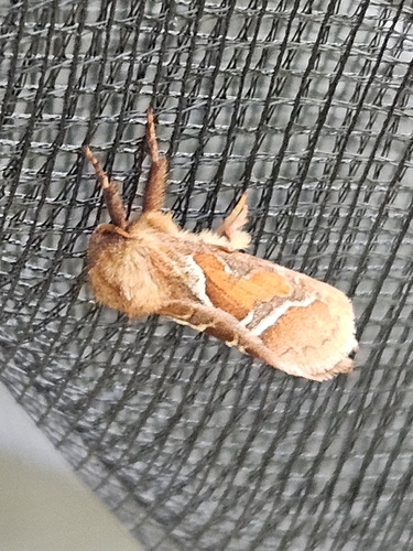 Orange Swift