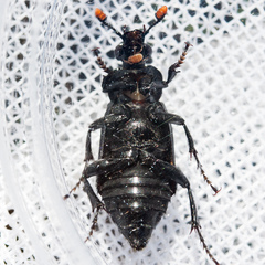 Nicrophorus nigrita
