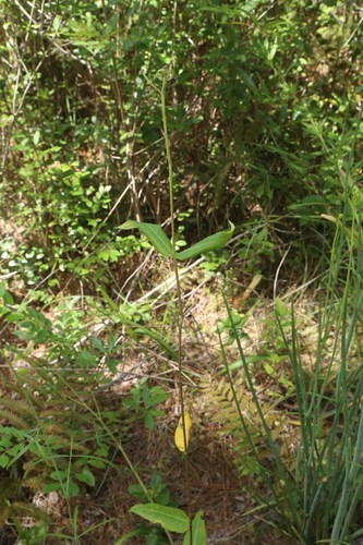 Asclepias rubra, photograph 2