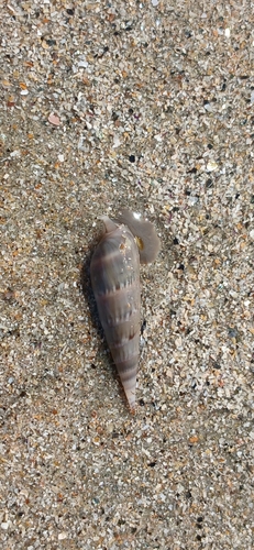 Hastula cinerea observed 2026-08-19