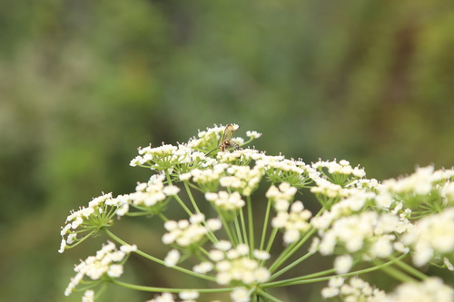 Tiedemannia filiformis, photograph 2