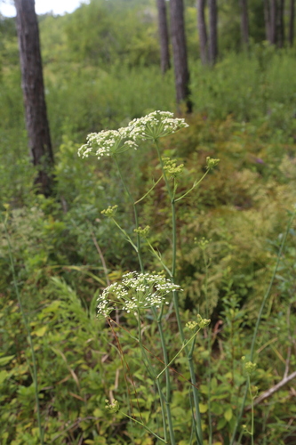 Tiedemannia filiformis, photograph 1