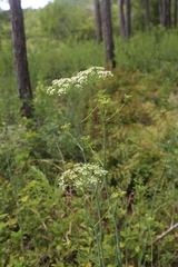(c) Reid Hardin, some rights reserved (CC BY) Tiedemannia filiformis, photograph (c) Reid Hardin, some rights reserved (CC BY)