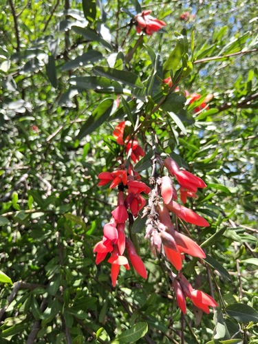 Camptosema rubicundum
