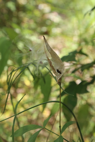Asclepias rubra, photograph 1