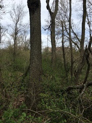 Pheucticus ludovicianus