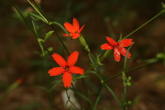 Silene subciliata
