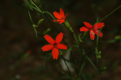 Silene subciliata, photograph 2