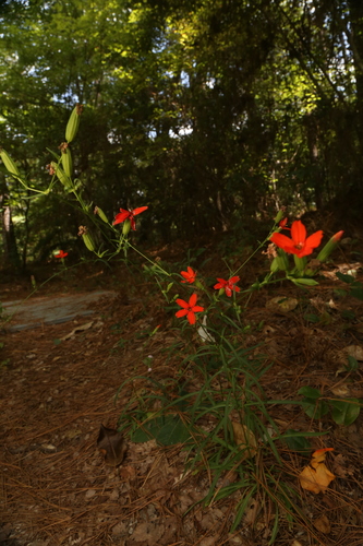 Silene subciliata, photograph 1