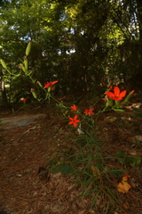 Silene subciliata, photograph (c) Reid Hardin, some rights reserved (CC BY)