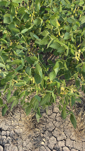 Soybean