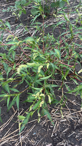 pale smartweed