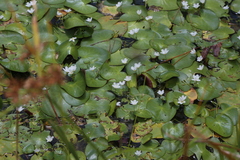 Nymphoides aquatica, photograph (c) Reid Hardin, some rights reserved (CC BY)