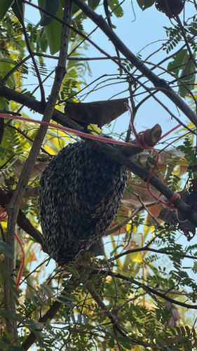 Red Dwarf Honey Bee
