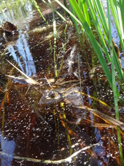 Lithobates virgatipes