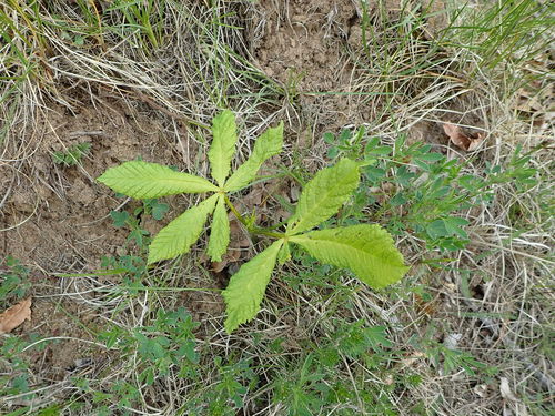 Paprastasis kaštonas