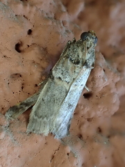 Acrobasis legatea