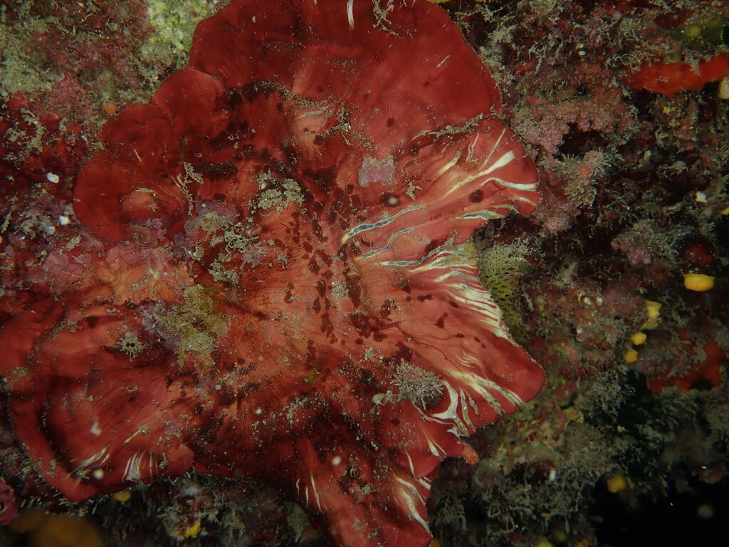 Peyssonnelia heteromorpha