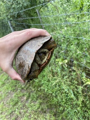 Mauremys leprosa leprosa