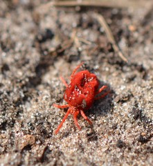 Trombidium holosericeum