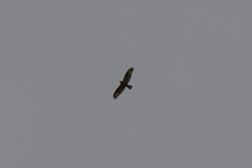 Long-legged Buzzard