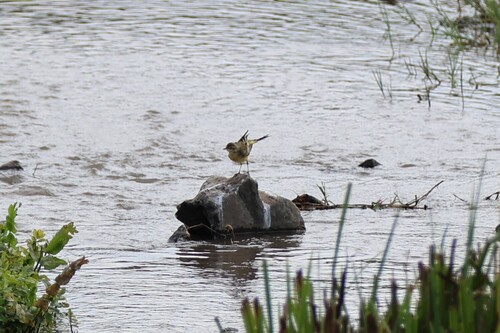 Western Yellow Wagtail