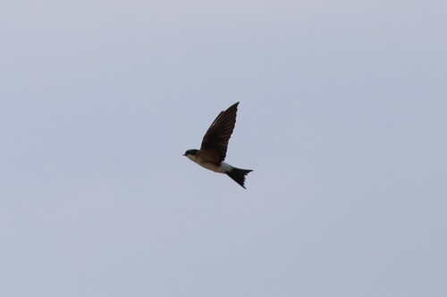 Western House Martin