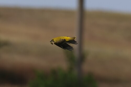 Eurasian Golden Oriole