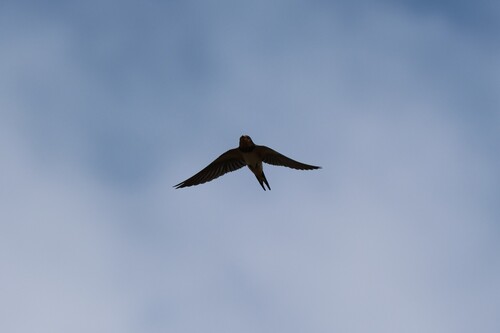 Barn Swallow