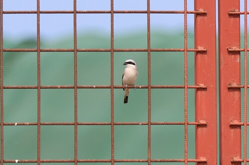 Red-backed Shrike