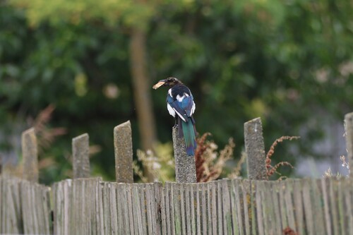 Eurasian Magpie