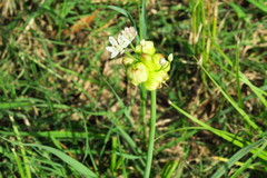 Allium canadense canadense