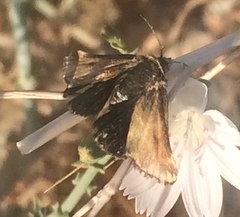 Heliothodes diminutiva