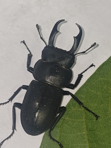 Dorcus rectus rectus