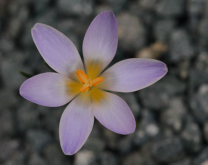 Crocus danfordiae