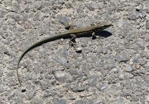 Common Wall Lizard