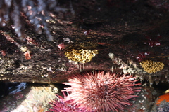 Heteropora pacifica