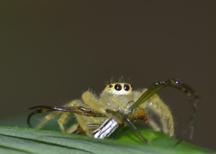 Telamonia dimidiata