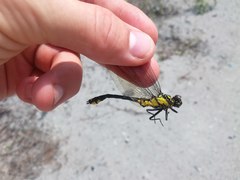 Shaogomphus schmidti