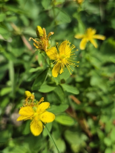 Imperforate St John's-wort